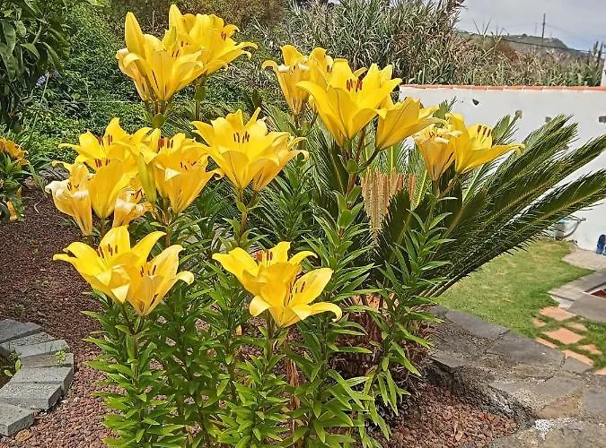 El Cercado 伊科德·德·洛斯·维诺斯